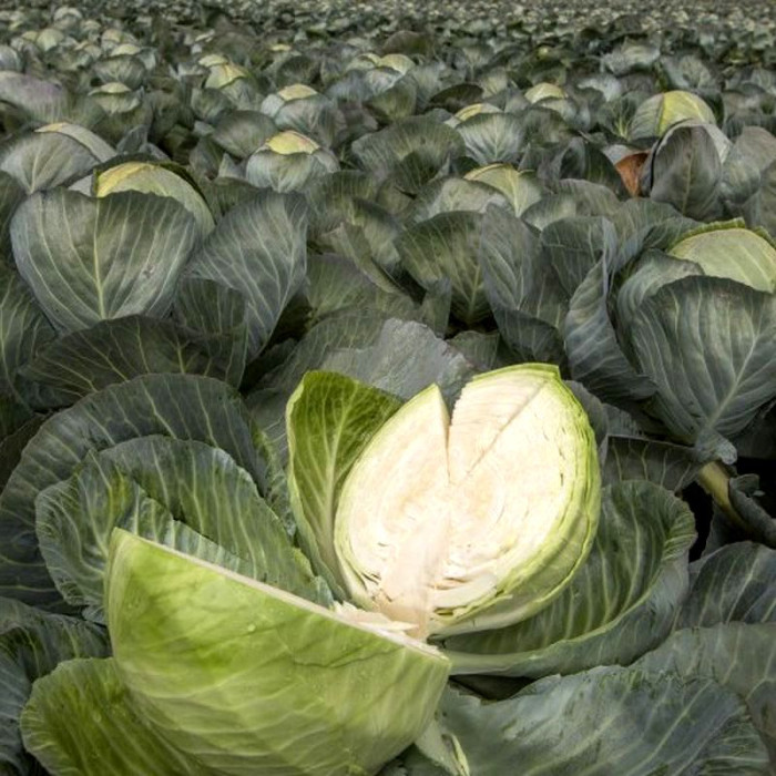Cabbage seeds «Zumovka»