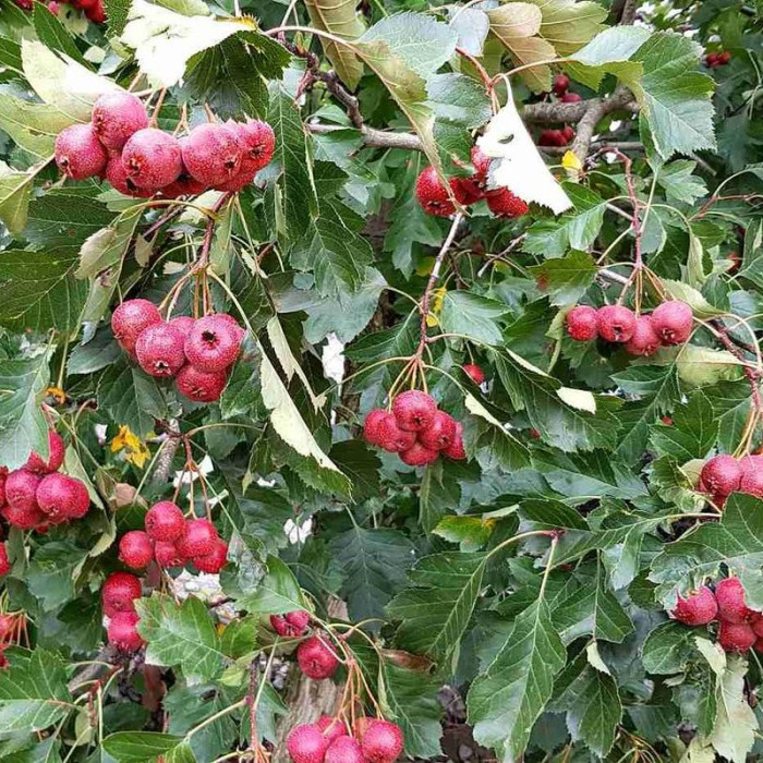 Eastern mayhaw seeds
