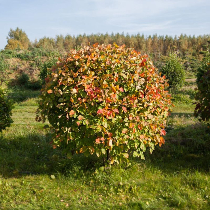 Eastern mayhaw seeds