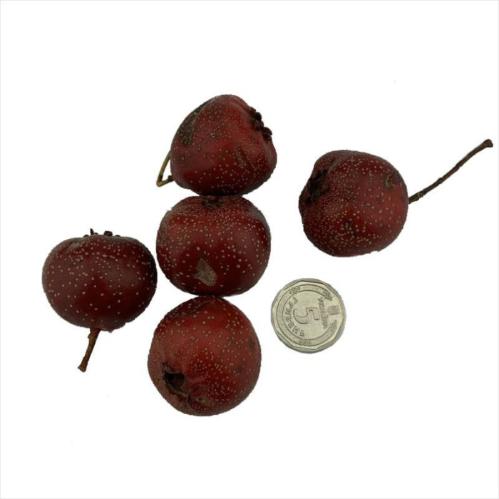 Eastern mayhaw seeds