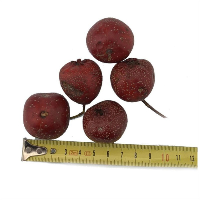 Eastern mayhaw seeds