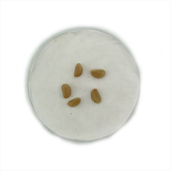 Eastern mayhaw seeds