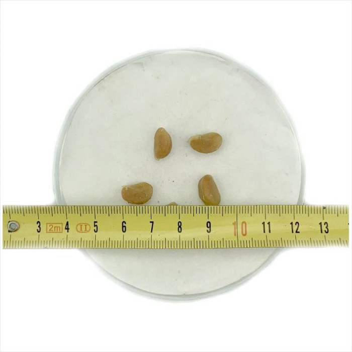 Eastern mayhaw seeds