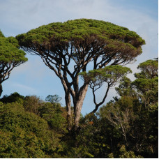 Italian stone pine seeds