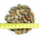 Italian stone pine seeds