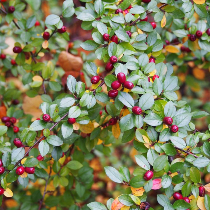 Cotoneaster divaricatus seeds