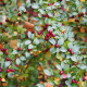 Cotoneaster divaricatus seeds