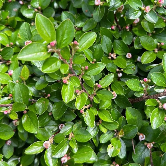 Cotoneaster divaricatus seeds