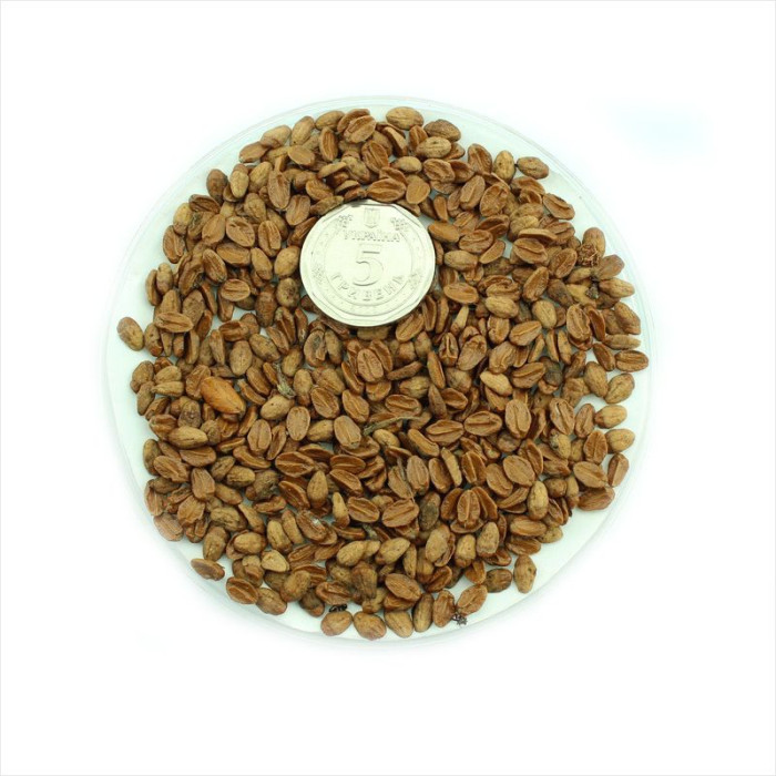 Cotoneaster divaricatus seeds