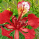 Flamboyant tree seeds
