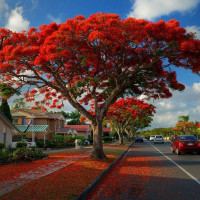 Flamboyant tree seeds