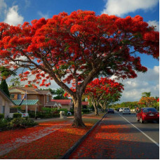 Flamboyant tree seeds