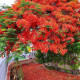 Flamboyant tree seeds