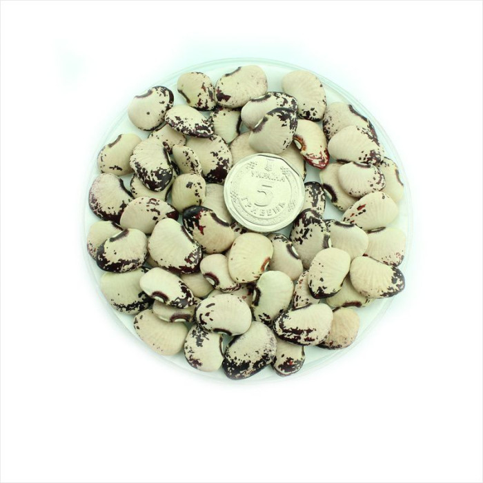 Семена фасоли «Рождественская лимская»