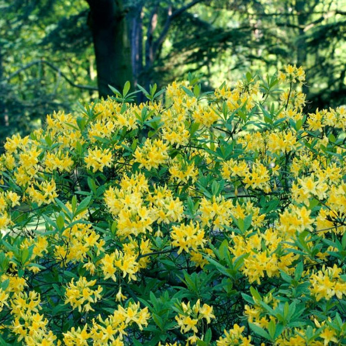 Семена рододендрона жёлтого