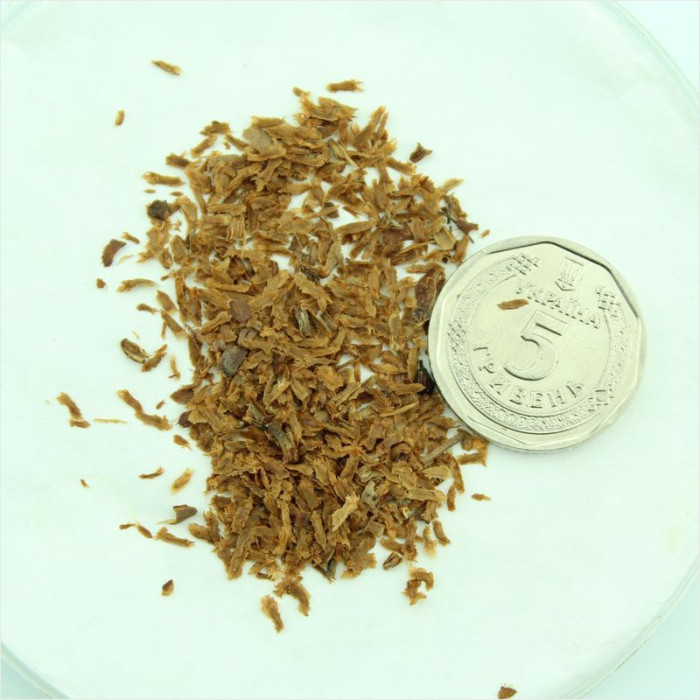 Семена рододендрона жёлтого