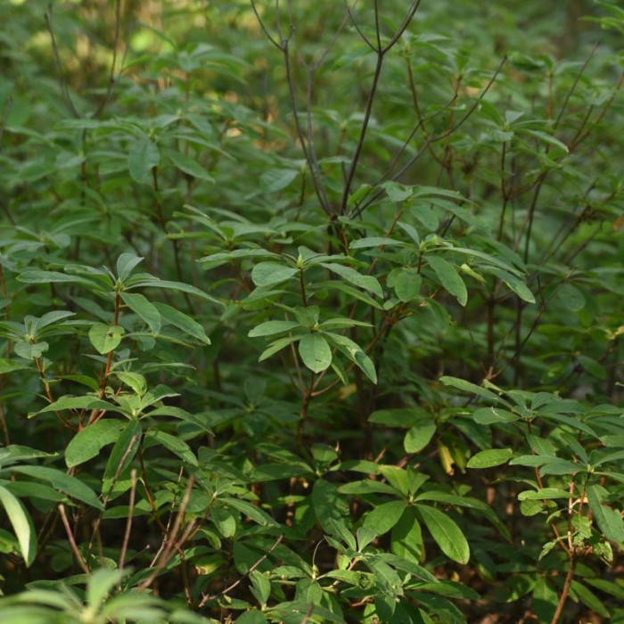 Семена рододендрона жёлтого