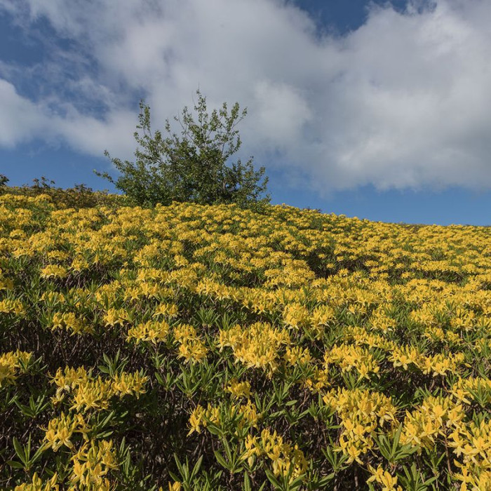 Семена рододендрона жёлтого