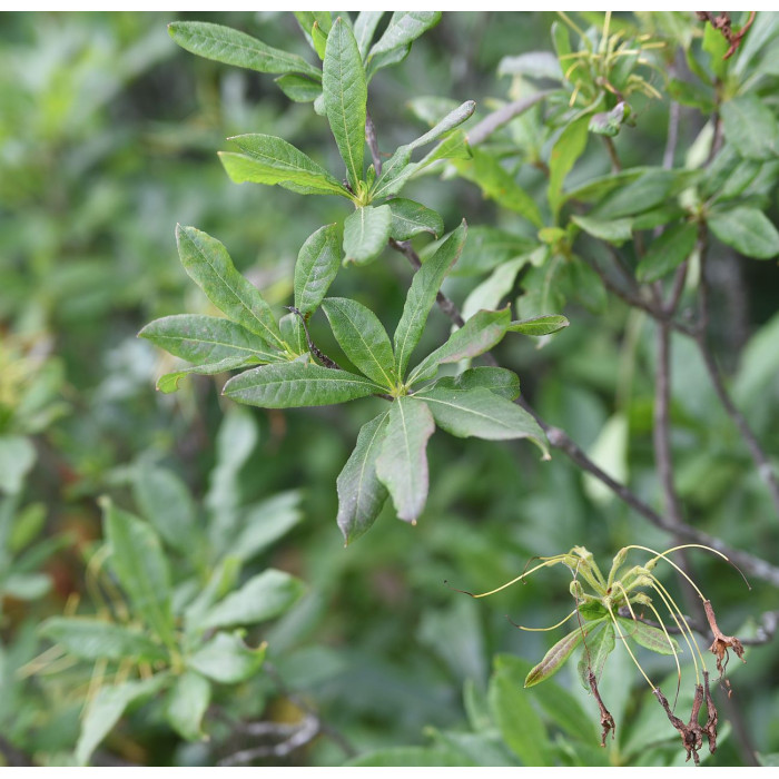 Семена рододендрона жёлтого