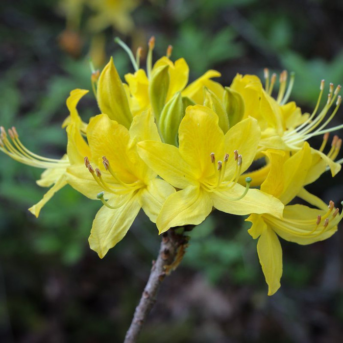 Семена рододендрона жёлтого