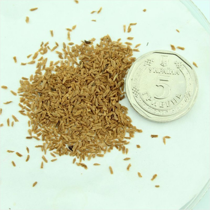 Семена рододендрона западного