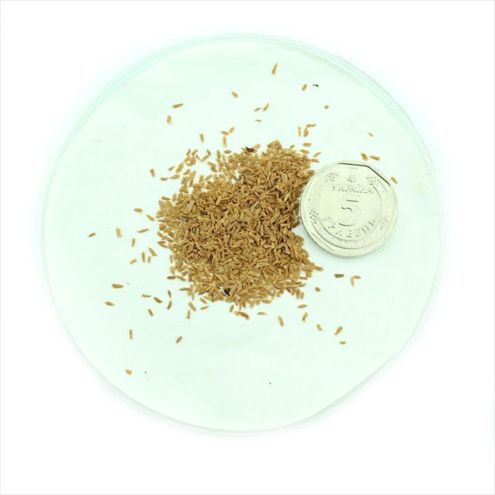 Семена рододендрона западного