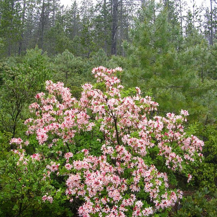Семена рододендрона западного