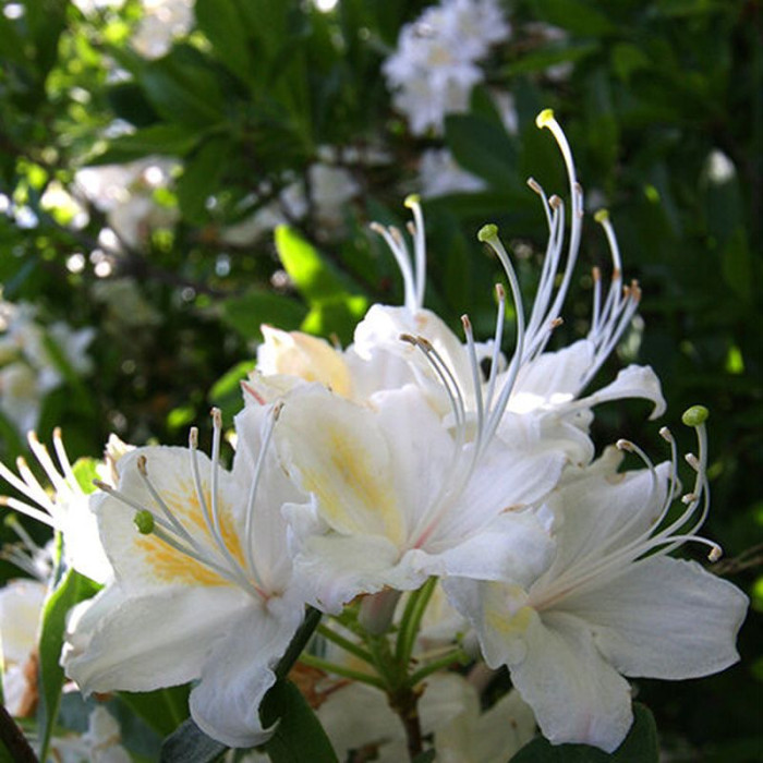 Семена рододендрона западного