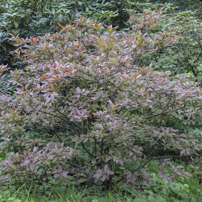 Семена рододендрона японского мягкого