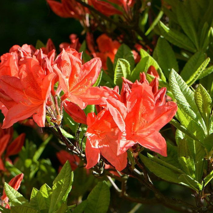 Семена рододендрона японского мягкого