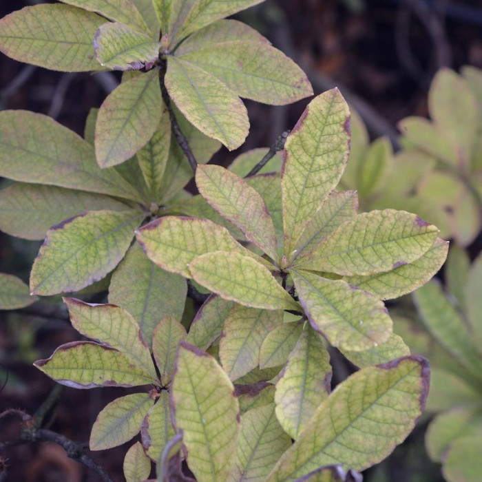 Семена рододендрона японского мягкого
