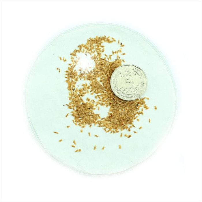 Семена рододендрона японского мягкого