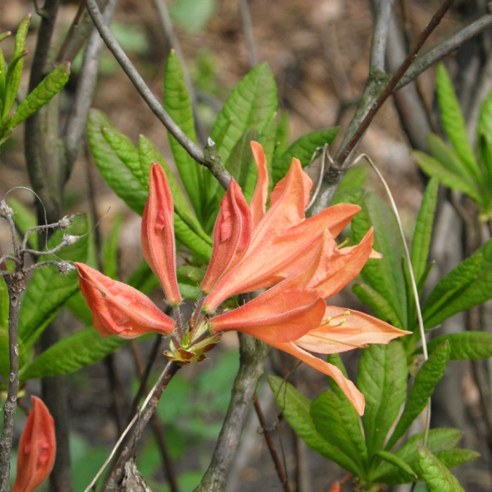 Семена рододендрона японского мягкого