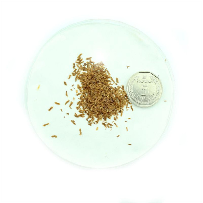 Семена рододендрона «Клондайк»