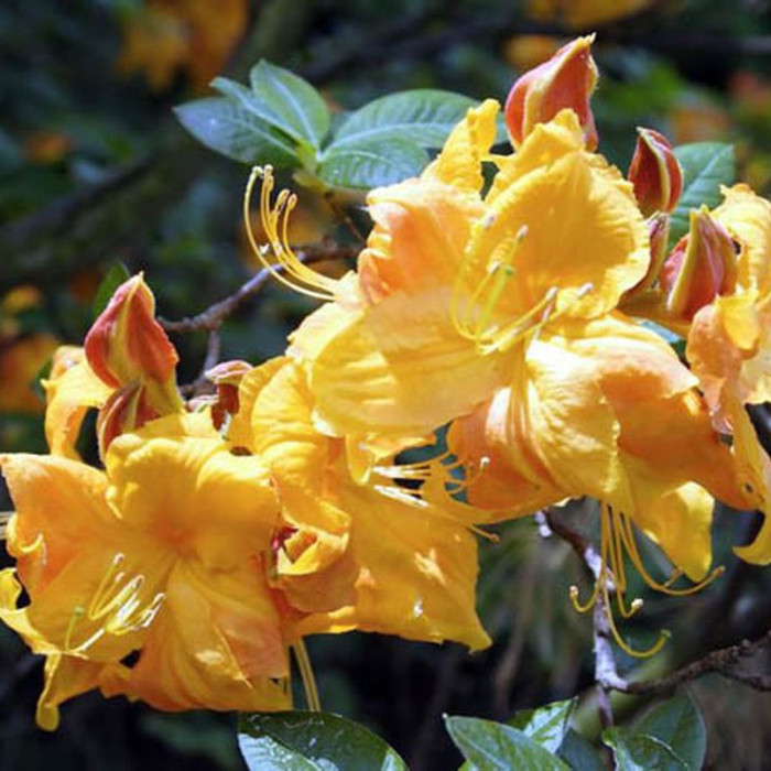 Семена рододендрона «Клондайк»