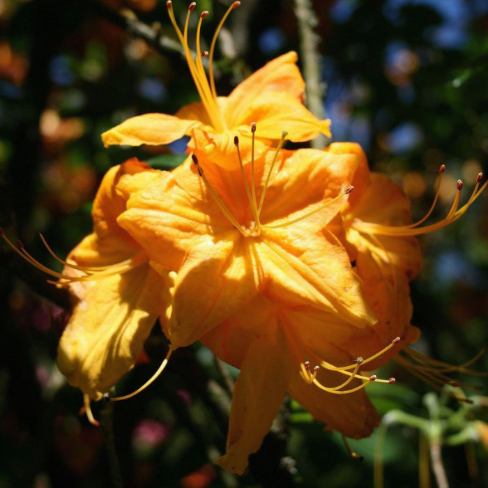 Семена рододендрона «Клондайк»