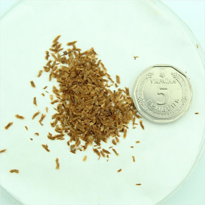 Семена рододендрона «Клондайк»