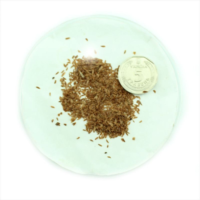 Семена рододендрона «Форчуна»