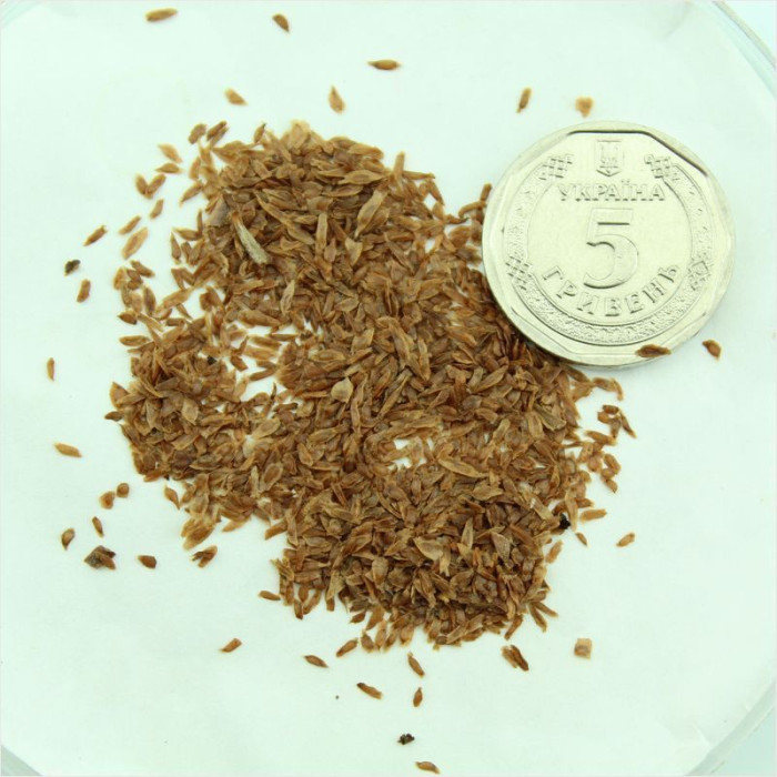 Семена рододендрона «Форчуна»