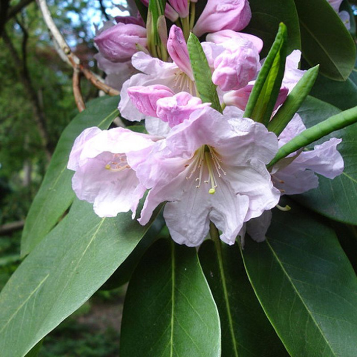 Семена рододендрона «Форчуна»