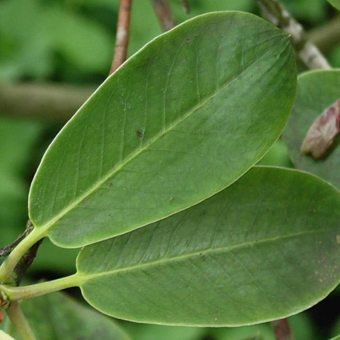 Семена рододендрона «Форчуна»