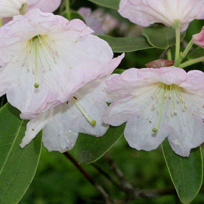 Семена рододендрона «Форчуна»