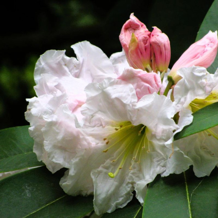 Семена рододендрона «Форчуна»