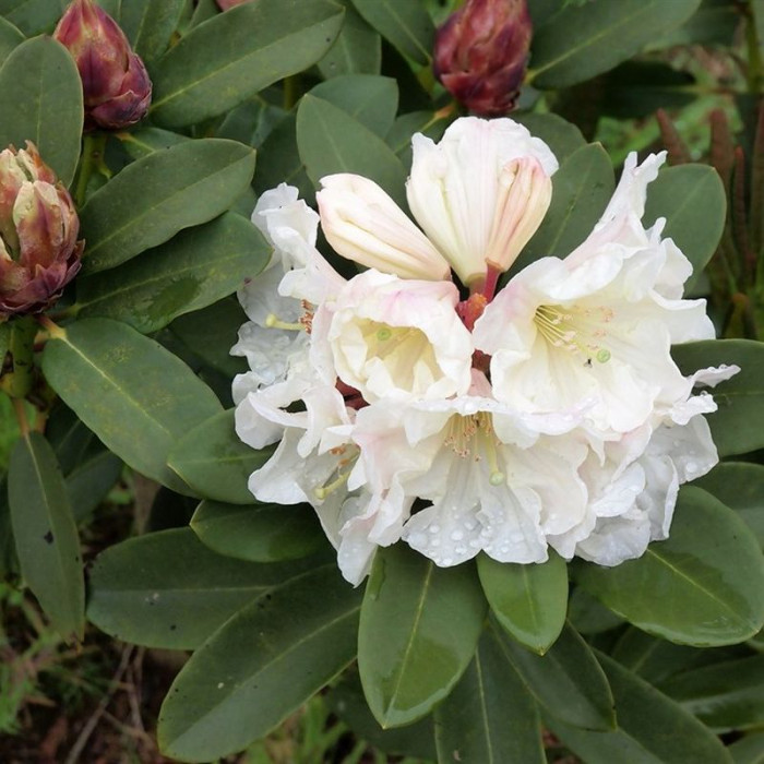 Семена рододендрона великолепного