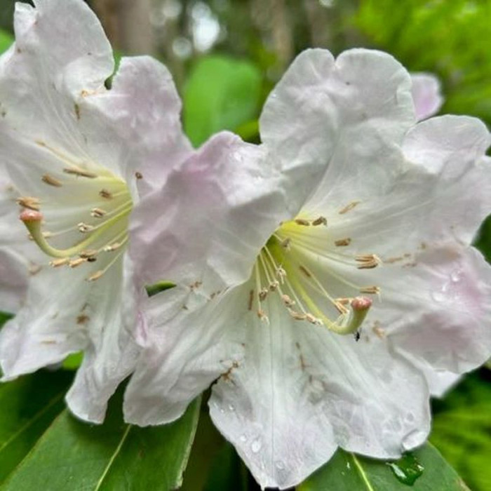 Семена рододендрона великолепного