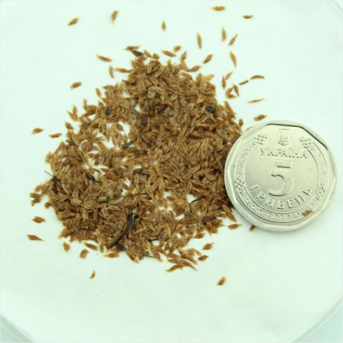 Семена рододендрона великолепного