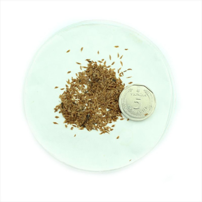 Семена рододендрона великолепного