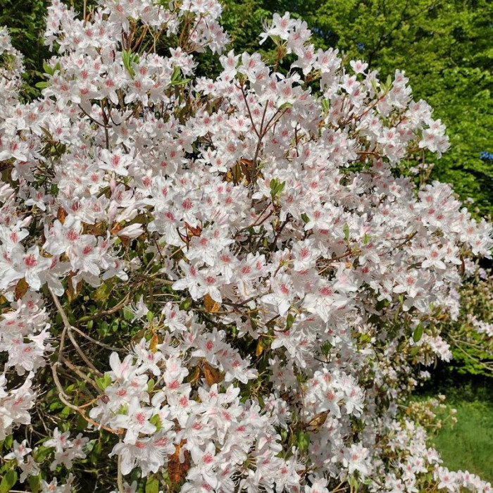 Семена рододендрона «Клементина»