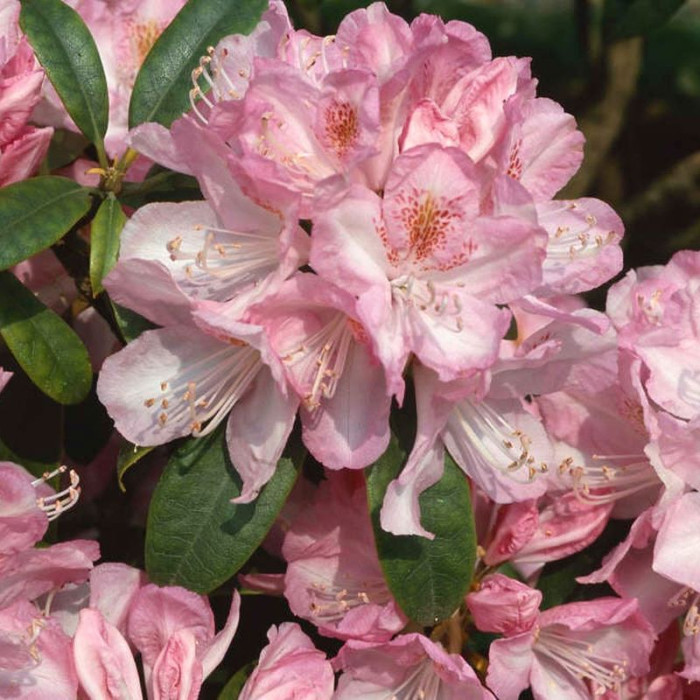 Семена рододендрона «Клементина»