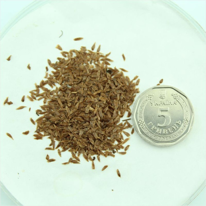 Семена рододендрона «Клементина»